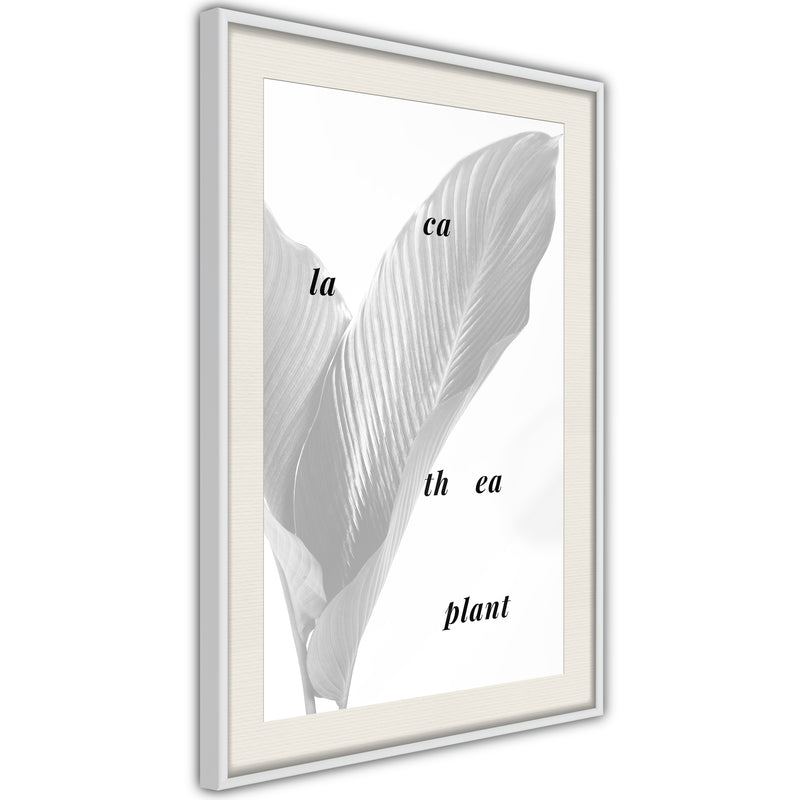 Poster - Calathea Leaves  - wit passepartout
