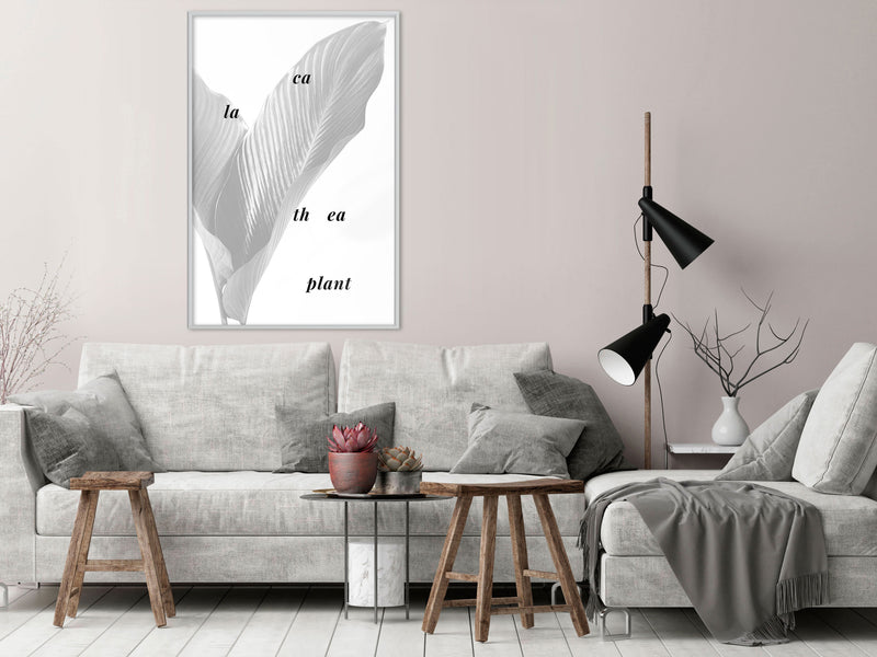 Poster - Calathea Leaves  - wit