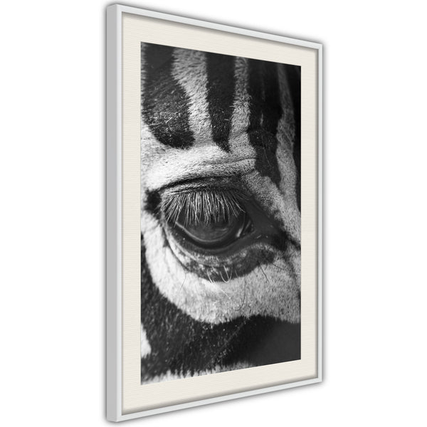 Poster - Zebra Is Watching You  - wit passepartout