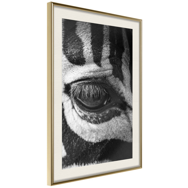 Poster - Zebra Is Watching You  - goud passepartout
