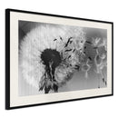 Poster - Dandelion in the Wind  - zwart passepartout