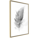 Poster - Lost Feather (Grey)  - goud